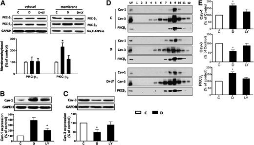 FIG. 5. Effects of PKCβ inhibitor (LY333531) treatment upon subcellular distributions of PKCβ1 and PKCβ2 and expression levels of Cav-1 and Cav-3 in total heart preparations and various isolated cellular fractions. Control (C) or rats with STZ-induced diabetes were treated with PKCβ inhibitor LY333531 (1 mg/kg/day, D+LY) or control (D) by oral gavage for 4 weeks. A: Representative Western blot demonstrating PKCβ1 and PKCβ2 protein expression. Glyceraldehyde-3-phosphate dehydrogenase (GAPDH) and Na-K-ATPase served as loading controls in cytosol fractions or membrane fractions, respectively. Bottom panel: Membrane-to-cytosol ratio as indexes of PKCβ isoform translocation. Representative Western blot demonstrating Cav-1 (B) and Cav-3 (C) content in total heart preparations. D: Sucrose gradient centrifugation isolated caveolae-enriched fractions. Aliquots containing equal amounts of protein or a volume equal to that of the fraction with the least detectable amount of protein for “protein-free” fractions (1,2) and unfractionated samples were probed for Cav-1, Cav-3, and PKCβ2 immunoreactivity. E: Cav-1 and Cav-3 and PKCβ2 expression in all the fractions (1–12) were calculated by relative densitometric values and expressed as percentage of control. All results are expressed as means ± SEM. n = 7. *P < 0.05 vs. all other groups.
