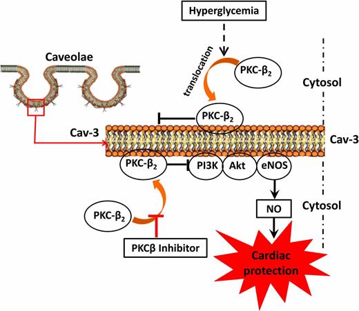 FIG. 7. Schematic depicting hyperglycemia-induced PKCβ2 activation effects upon Cav-3–modulated Akt/eNOS signaling pathway. Cardiomyocyte caveolae are required for hyperglycemia-induced PKCβ2 activation (translocation from cytosol to caveolae membrane). Excessive PKCβ2 activation decreased Cav-3 expression, impairing the Akt/eNOS signaling pathway. Solid arrows depict stimulation, while transverse “T” shape indicates inhibition. PI3K, phosphatidylinositol 3-kinase.