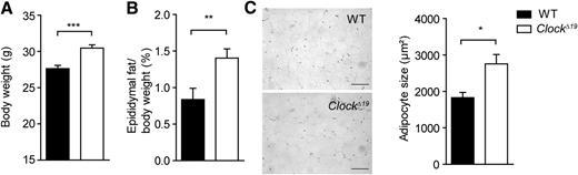 FIG. 2. Increased body weight and adiposity in ClockΔ19 mice. Body weight (A) and adiposity (epididymal fat to body weight ratio) (B) in wild-type (WT; black bars) and ClockΔ19 (white bars) mice fed standard chow for 10 weeks (n = 14). C: Representative sections and adipocyte size of epididymal WAT after 10 weeks of standard diet (scale bars, 100 μm; n = 3). *P < 0.05; **P < 0.01; ***P < 0.001 by unpaired t test. All data are shown as means ± SEM.
