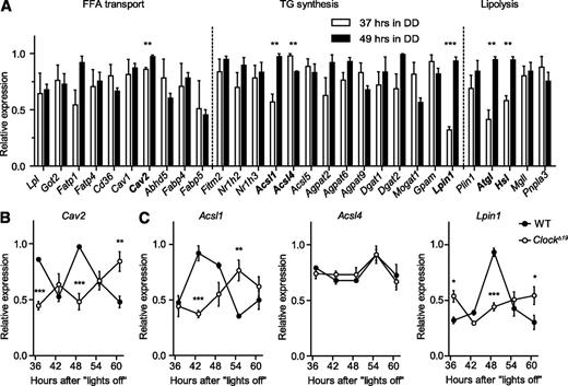 FIG. 3. Circadian clock controls TG metabolism in WAT. A: mRNA levels of genes involved in adipocyte TG metabolism from wild-type (WT) WAT samples isolated at two opposite circadian time points, 37 h (open bars) and 49 h (closed bars) in DD (n = 3 per time point [*P < 0.05; **P < 0.01 by unpaired t test]). Circadian expression profiles of candidate genes from (A) involved in FFA transport (B) and TG synthesis (C) in WAT samples from WT (closed circles) and ClockΔ19 (open circles) mice in DD (n = 3/time point [*P < 0.05; **P < 0.01; ***P < 0.001 by two-way ANOVA with Bonferroni posttest]). All data are shown as means ± SEM.