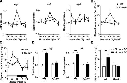 FIG. 4. Circadian clock regulates lipid mobilization in WAT. A: Circadian expression profiles of genes involved in lipolysis in adipose tissue from wild-type (WT; closed circles) and ClockΔ19 (open circles) mice in DD (n = 3–4/time point). Profiles of glycerol excretion from WT (closed circles) and ClockΔ19 (open circles) epididymal WAT fat-pad explants harvested in DD (B) and LD (C) (n = 6–14/time point). D: Expression of Atgl and Hsl in WAT of WT (black bars) and Bmal1−/− (white bars) animals at 37 and 49 h after lights off (n = 2–3/time point). E: Changes in glycerol excretion from WT (black bars) and Bmal1−/− (white bars) epididymal WAT fat-pad explants harvested at 37 and 49 h after lights off (n = 8/time point). All data are shown as means ± SEM. *P < 0.05; **P < 0.01; ***P < 0.001 by two-way ANOVA with Bonferroni posttest.