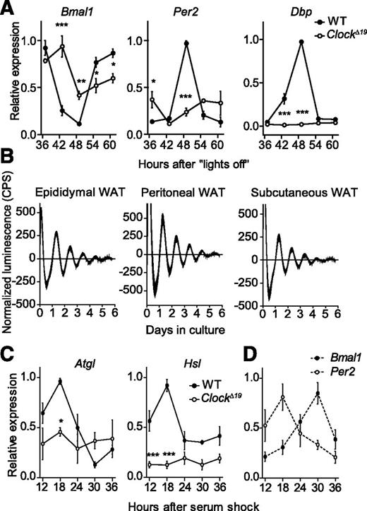 FIG. 5. Local WAT clocks regulate expression of Atgl and Hsl. A: Expression profiles of Bmal1, Per2, and Dbp mRNAs in WAT of wild-type (WT; closed circles) and ClockΔ19 (open circles) mice in DD (n = 3/time point). B: Representative baseline-subtracted luminescence recordings from epididymal, peritoneal, and subcutaneous WAT explants of PER2::LUCIFERASE circadian reporter mice. C: Rhythmic expression of Atgl and Hsl transcripts in WT (closed circles), but not ClockΔ19 (open circles), cultured fat-pad explants (n = 3/time point). D: Antiphasic expression of Per2 (open circles) and Bmal1 (closed circles) mRNAs in cultured WT fat-pad explants (n = 3/time point). All data are shown as means ± SEM. *P < 0.05; **P < 0.01; ***P < 0.001 by two-way ANOVA with Bonferroni posttest. CPS, counts per second.