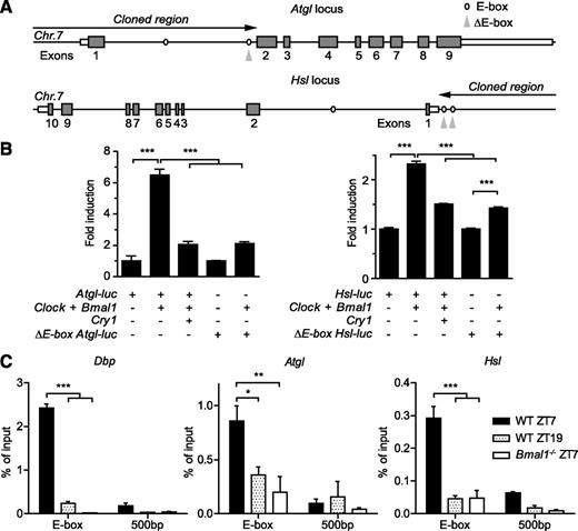 FIG. 6. CLOCK and BMAL1 drive rhythmic transcription of Atgl and Hsl via E-boxes. A: Maps of the 5′ regions of the genomic loci of murine Atgl (top) and Hsl (bottom) on chromosome 7 (Chr.7). Putative E-box enhancers are indicated by ovals. Black arrows depict the genomic sequences cloned for promoter studies. Mutated E-boxes are indicated by gray arrowheads. B: Luciferase reporter assays in HEK293 cells for wild-type (WT) and mutated Atgl (left) and Hsl (right) promoters in response to cotransfection with Clock/Bmal1 and Cry1 (n = 3; ***P < 0.001 by one-way ANOVA with Bonferroni posttest). C: Time-dependent BMAL1 binding to Dbp, Atgl, and Hsl E-boxes and 500-bp downstream regions as identified by ChIP in WAT (n = 3/time point [*P < 0.05; **P < 0.01; ***P < 0.001 by two-way ANOVA with Bonferroni posttest]). All data are shown as means ± SEM.