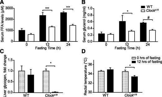 FIG. 7. Aberrant fasting responses in ClockΔ19 mice. Serum FFA (A) and glycerol (B) levels after 12 and 24 h of food deprivation in wild-type (WT; closed bars) and ClockΔ19 (open bars) mice (n = 3–5/time point). C: Normalized changes in liver glycogen content of WT and ClockΔ19 mice during 12-h fasting (n = 3 to 4). D: Rectal temperature in WT and ClockΔ19 animals during 12-h fasting (n = 6–12). All data are shown as means ± SEM. *P < 0.05; ***P < 0.001 by two-way ANOVA with Bonferroni posttest; #P < 0.001 by unpaired t test.