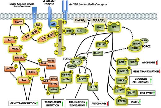 FIG. 1. Activation of the IRS signaling cascade pathways. A peptide ligand such as insulin or insulin-like growth factor-1 (IGF-1) binds to its receptor, activating the intrinsic tyrosine kinase activity of that receptor that then tyrosine phosphorylates (pY) adaptor molecules such as IRS-1 or -2. Other receptor tyrosine kinases, or receptors that activate tyrosine kinases such as Janus kinase (JAK), can also activate IRS signaling. This leads to activation of two major signaling cascades, the Ras-Raf-mitogen-activated protein kinase (MAPK) pathway (orange) and the phosphatidylinositol-3′-kinase (PI3’K)/protein kinase-B (PKB; also known as Akt) signaling pathway (green). For the Ras-Raf-MAPK pathway, growth factor receptor–bound protein-2 (Grb2)/son of sevenless (SOS) protein complex binds to specific phosphorylated tyrosines on IRS-1/2, activating the GTP/GDP exchange activity of SOS, which loads p21Ras (Ras) with GTP to activate Ras, leading to phosphorylation of the serine/threonine protein kinase Raf-1, which then phosphorylates the mitogen-activated protein kinase kinase (MEK1), which is then activated to phosphorylate the extracellular signal–regulated kinases-1 and -2 (Erk-1/2). Phospho-activated Erk-1/2 can then directly (or indirectly via phospho-activation of other kinases such as p90 ribosomal serine kinase [p90RSK]) serine/threonine phosphorylate certain transcription factors, such as cFos and E-twenty-six–like transcription factor 1 (Elk-1), to upregulate gene transcription. Phospho-activated Erk-1/2 can also phosphorylate MAPK–interacting kinase (Mnk) 1 and 2, leading to phosphorylation activation of the eukaryotic initiation factor-4e (eIF4e) in a complex also containing eIF4a and eIF4G to increase general protein synthesis at the level initiation phase of translational control. For the PI3’K/PKB signaling pathway, the p85 regulatory subunit of PI3’K docks to other specific phosphorylated tyrosine sites on IRS-1/2 that then activates its p110 catalytic activity. This catalyzes the phosphorylation of phosphatidylinositol-4, 5-bisphophaste [PI(4,5)P2] to phosphatidylinositol-3, 4, 5-trisphophaste [PI(3,4,5)P3], which then activates 3-phosphoinositide dependent protein kinase-1 (PDK1). PDK1 then threonine (pT) phosphorylates PKB for PKB activation, which can be amplified by serine phosphorylation (pS) of PKB by the target of rapamycin complex-2 (TORC2; which includes the protein kinase, mammalian target of rapamycin [mTOR] and associated proteins rictor and mLST8). PKB has a plethora of serine/threonine phosphorylation substrates. PKB-mediated phosphorylation of the tuberous sclerosis protein-1/2 complex (TSC1/2) inhibits its GTPase activating protein activity to then load the Ras homolog enriched in brain (Rheb) protein with GTP (RhebGTP), leading to activation of the TORC1 (which includes mTOR and associated proteins raptor and mLST8). TORC1 can then serine/threonine phosphorylate a series of substrates. This includes the eIF4e-binding protein-1 (4e-BP1) that releases it from eIF4e binding, enabling eIF4e to associate with eIF4a and eIF4G in a complex with Mnk, where Mnk then phosphorylates eIF4e to increase rates of protein synthesis translation. This also shows how the Ras/Raf/Erk and PI3’K/PKB signaling pathways can coordinate to give a tight translational control of protein synthesis. TORC1 can also phosphorylate and subsequently activate p70 S6-ribosomal kinase (p70S6K), which can lead to an increase in the elongation phase of protein synthesis translation. PDK1 can threonine phosphorylate p70S6K to amplify this effect. TORC1 also phosphorylates Unc-51–like kinases-1/2 (ULK-1/2; also known as autophagy gene-1), which results in inhibition of autophagy. Among PKB’s other phosphorylation substrates are proteins involved in the apoptotic process such as Bcl-antagonist of cell death (BAD) and X-linked inhibitor of apoptosis protein (XIAP), outlining a mechanism whereby PKB is antiapoptotic. PKB phosphorylation of the transcription factors FoxO1 and FoxO3a causes their removal from the nucleus and promotes their degradation, causing an inhibition of FoxO1/3a-mediated transcription. Phosphorylation of glycogen synthase kinase-3 (GSK3) by PKB inhibits GSK3 activity, resulting in increased glycogen deposition and cell growth. Under certain circumstances, PKB can also influence increases in cell growth by phosphorylating the cell-cycle inhibitor proteins p21 cyclin-dependent kinase inhibitor-1 (p21CIP) and p27 cyclin-dependent-kinase inhibitor (p27KIP). PKB can also phosphorylate-inhibit phosphodiesterase-3b (PDE3b) to elevate intracellular cAMP ([cAMP]i) levels. Many of these IRS signaling elements have been shown to be expressed and active and play important roles in pancreatic β-cells in terms of certain functions, growth, and survival (rev. in 2–4), and these are indicated by a yellow highlighted halo.