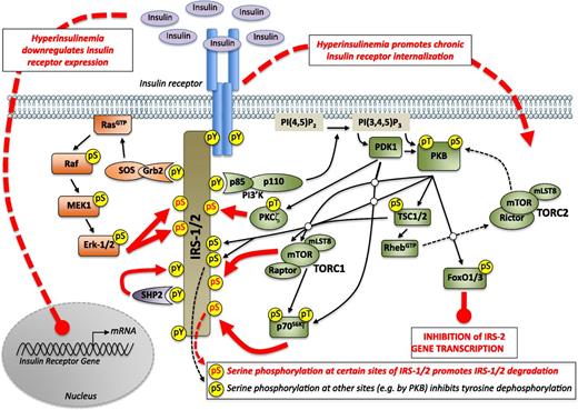 FIG. 2. Feedback inhibition of IRS signaling cascade pathways. Once insulin has activated IRS signal transduction pathways in cells, after a period of time there are internal physiological feedback inhibition signals (indicated by red arrows) that ensure that the “insulin signal” is not chronically sustained. Under hyperinsulinemic conditions, this feedback results in chronic desensitization of IRS signal transduction and contributes to the insulin-resistant state. Downstream activation of extracellular signal–regulated kinases-1 and -2 (Erk-1/2) (as described in Fig. 1) can lead to Erk-1/2 protein kinase–mediated serine phosphorylation (pS) of IRS-1/2, which results in dissociation of the insulin receptor and IRS-1/2 interaction together with IRS-1/2 degradation. This is one route of delayed feedback inhibition of insulin signaling. 3-Phosphoinositide-dependent protein kinase-1 (PDK1) activation can result in downstream activation atypical protein kinase-C (PKC) isoforms, such as PKCζ, which can also serine phosphorylate (pS) IRS-1/2 to promote their degradation, representing another route of delayed feedback inhibition for insulin signal transduction. In contrast, protein kinase-B (PKB; also known as Akt) can serine phosphorylate IRS-1/2 at alternative sites to stabilize IRS-1/2 tyrosine phosphorylation state and thus enhance downstream signaling. However, PKB-mediated phosphorylation activation of some of its other substrates can have a more dominant-negative feedback effect on IRS signaling. Both target of rapamycin complex-1 (TORC1) and p70 S6-ribosomal kinase (p70S6K) (the latter amplified by PDK1 phosphorylation) can serine phosphorylate IRS-1/2 to promote their degradation, which then dampens IRS signaling. This denotes a third route for delayed feedback inhibition of insulin signaling. A fourth route may be via the Src-homology domain–tyrosine phosphatase-2 (SHP2), which upon binding to certain phosphotyrosine residues on IRS-1/2 becomes activated and can then remove phosphate from phosphotyrosines on IRS-1/2, thus dampening downstream signaling. FoxO1 and -3a have been shown to be critical factors for driving IRS-2 expression under basal conditions, especially FoxO3a in β-cells (15). But when IRS signaling is triggered by insulin, FoxO1/3a transcriptional activity is inactivated, resulting in another route of temporal feedback inhibition by decreasing IRS-2 expression. Several of these IRS signaling feedback mechanisms have indeed been shown to be present in pancreatic β-cells (2–4,15,16). Another consideration for feedback inhibition of insulin action is that when insulin binds to its receptor, the insulin/insulin receptor complex is internalized into the cell where it dissociates in an endosomal compartment, allowing the “free” insulin receptor to return to the surface (18,19). When insulin levels are high, this cycle is biased toward there being minimal insulin receptors on the surface of the cell with the majority being internalized, and acts as an additional physiological mechanism to prevent prolonged activation of IRS signal transduction by insulin. Under chronic hyperinsulinemia, insulin receptor internalization makes a contribution to insulin resistance. This long-term hyperinsulinemia also leads to downregulation of insulin receptor gene expression by a mechanism not yet well defined.