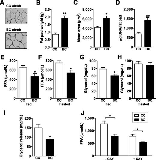 FIG. 2. BALB/c alleles promoted increased ATGL-mediated lipolysis. A: Histology (hematoxylin and eosin staining) of inguinal fat pad of 2-month-old BALB.2CC and BALB.2BC ob/ob mice. B: Average inguinal fat pad weight. C: The mean area of adipocytes was determined (>100 cells per animal; n = 6). D: Cell number per fat pad and per mouse were expressed in DNA content (n = 6). Determination of FFA (E, F) in plasma from fed and fasted congenic mice and glycerol concentrations (G, H) in serum from fed and fasted BALB.2CC and BALB.2BC ob/ob females (n = 6). I: Glycerol release from adipose tissue explants of BALB.2CC and BALB.2BC ob/ob mice under basal condition (n = 6). J: FFA release from BALB.2CC and BALB.2BCob/ob adipose tissue explants in basal (−CAY) or in presence (+CAY) of the HSL inhibitor CAY10499. Five mice in each group were studied and analysis was performed in triplicate. Data are expressed as mean ± SEM. Unpaired t tests were performed. *P < 0.05. **P < 0.005.