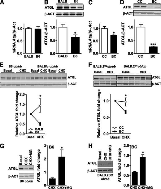 FIG. 3. BALB/c alleles enhanced ATGL protein stability. A: Quantification by RT quantitative PCR of Atgl mRNA in inguinal fat pad normalized to β-Actin (β-Act) expression in BALB and B6 ob/ob (n = 6). B: Immunoblot and densitometry analysis of ATGL in inguinal fat from BALB/c and B6 ob/ob (n = 3). Atgl mRNA quantification (C) and ATGL protein levels (D) in inguinal fat pad of BALB.2CC and BALB.2BC ob/ob (n = 6). Immunoblots and densitometry analysis of ATGL in (E) BALB/c and B6 ob/ob adipose tissue (AT; n = 4) or in (F) BALB.2CC and BALB.2BC ob/ob AT culture explants in basal conditions or when treated with CHX for 5 h (n = 3). ATGL fold change was calculated relative to basal condition. ATGL protein level analysis in (G) B6 ob/ob AT and (H) BALB.2BCob/ob AT culture during basal conditions, treated with CHX, or treated with CHX and MG-132 (n = 3). ATGL fold change was relative to basal ATGL level. Data are expressed as average ± SEM. Unpaired t tests were performed. *P < 0.05. ***P < 0.0005.
