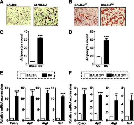 FIG. 4. Decreased adipocyte differentiation in BALB/c SV preadipocytes. Neutral lipid staining with oil red O in adipocytes on day 7 postdifferentiation induction in (A) BALB/c and B6 cells or in (B) BALB.2CC and BALB.2BC cells. Determination of the number of oil red O–stained adipocytes per field in (C) BALB/c and B6 cells or in (D) BALB.2CC and BALB.2BC cells (n = 5). mRNA expression analysis by quantitative RT-PCR of Pparγ, Ap2, Atgl, and Hsl normalized to Actin in (E) BALB/c and B6 cells or in (F) BALB.2CC and BALB.2BC cells (n = 5). Unpaired t tests were performed. **P < 0.005. ***P < 0.0005.
