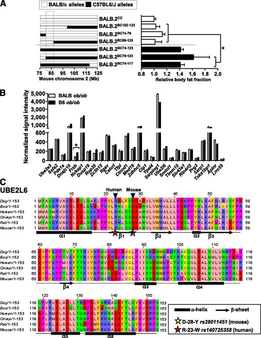 FIG. 5. Identification of a loss-of-function polymorphism in Ube2l6 located in the narrowed chromosome 2 interval. A: On left, representation of the genotype of congenic mice generated by introgression of varying fragments of the B6 chromosome 2 into BALB/c mice. The indicated overlapping region of chromosome 2 shows the narrowed position of Lipq1. On right, fractional fat mass (relative to BALB.2CC) of 2-month-old obese subcongenic mice (n ≥ 3 in each genotype). *P < 0.05 for fractional fat mass of subcongenic mice including 1 copy of the 9.8-Mb fragment of B6 chromosome 2 compared with subcongenic mice including 2 copies of this 9.8-Mb region derived from BALB/c strain. B: Expression profiles of genes in the narrowed Lipq1 was determined by microarray. C: Multiple protein sequence alignments of UBE2L6 protein in selected mammals show missense polymorphisms (indicated by an arrow head) at conserved residue in the mouse and human protein sequences. Secondary structural elements (α-helix and β-sheet) are indicated.