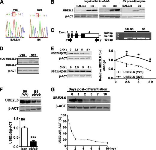 FIG. 6. BALB/c allele of UBE2L6 is a hypomorph and UBE2L6 expression is repressed during obesity and 3T3 adipogenesis. A: BALB/c and B6 polymorphism detection in DNA sequence electropherogram. The aspartate (D) substitution to tyrosine (Y) is indicated. B: Immunoblot and densitometry analysis of UBE2L6 in inguinal fat from BALB/c and B6 ob/ob (n = 4), in inguinal fat from BALB.2CC and BALB.2BC ob/ob (n = 3), and in SV preadipocytes from lean BALB/c and B6 mice, at day 0, before addition of the differentiating medium (n = 3). C: Cartoon representing the exon organization of Ube2l6 transcript. Open boxes (□) show the 5′ and 3′ UTR and filled boxes (■) show the coding sequence. Whole Ube2l6 transcript can be amplified from BALB and B6 ob/ob inguinal fat samples shown by gel electrophoresis. D: Immunoblots of UBE2L6 in 3T3 fibroblasts protein extracts prepared 48 h after transfection with BALB (Y28) or B6 (D28) FLAG-UBE2L6. E: Protein expression analysis of BALB (Y28) or B6 (D28) FLAG-UBE2L6 after incubation with the CHX for the indicated time (n = 3). Immunoblots and densitometry analysis of UBE2L6 (F) in inguinal fat from (+/+) lean and ob/ob B6 mice (n = 3). G: UBE2L6 protein expression during differentiation of 3T3-L1 adipocytes (n = 3). Data are expressed as average ± SEM. Unpaired t tests were performed. *P < 0.05. ***P < 0.0005.