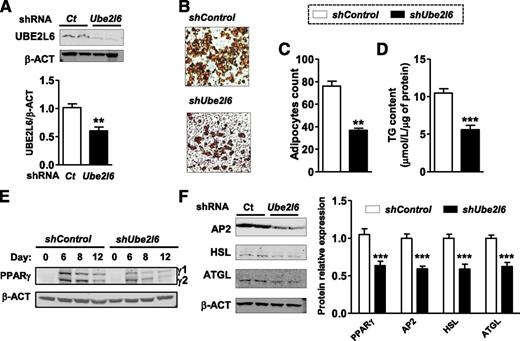 FIG. 7. Effects of UBE2L6 knockdown in 3T3 adipocytes. A: Immunoblots and densitometry analysis of UBE2L6 expression in 3T3 preadipocytes infected with shControl or shUbe2l6 lentiviral particles (n = 4). B: Oil red O staining in adipocytes on day 12 postdifferentiation induction. C: Determination of the number of oil red O–stained adipocytes per field (n = 5). D: TG content in shControl and shUbe2l6 adipocytes at day 12 normalized to protein quantity in each well (n = 6). E: PPARγ protein expression during 3T3 adipogenesis. F: Immunoblots of AP2, HSL, ATGL normalized with β-actin (β-ACT) in shControl or shUbe2l6 adipocytes obtained at day 12 postdifferentiation. Quantification of protein expression level in shControl and shUbe2l6 adipocytes at day 12 (n = 5). Data are expressed as average ± SEM. Unpaired t tests were performed. **P < 0.005. ***P < 0.0005. Ct, control.