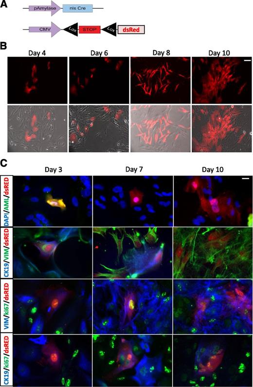 FIG. 3. Genetic lineage tracing of acinar amylase-positive cells in pancreatic exocrine fractions. A: Schematic representation of the two viral vectors used for tracing amylase-positive cells. B: The dsRed-positive cells were monitored in culture for a 10-day period. The dsRed fluorescence (top row) and brightfield images (bottom row) were analyzed at days 4, 6, 8, and 10. Scale bar = 50 µm. C: Immunocytochemistry was performed on days 3, 7, and 10 on traced amylase-positive cells. The exocrine pancreatic markers amylase (AML) and CK19 were analyzed along with the mesenchymal marker vimentin (VIM) and the proliferation marker ki67. Nuclei were counterstained with DAPI. Scale bar = 20 µm.