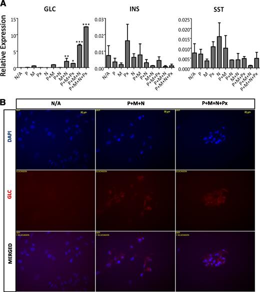 FIG. 4. Ectopic expression of pancreatic TFs reprograms exocrine pancreatic MSCs into glucagon-positive cells. A: Passaged human exocrine pancreatic fractions were plated in tissue culture dishes and subsequently transduced with different combinations of adenoviruses expressing the pancreatic TFs Pdx1 (P), MafA (M), Pax4 (Px), and Ngn3 (N), each with a multiplicity of infection of 100. After 7 days, QRT-PCR was performed and the data were expressed relative to glyceraldehyde 3-phosphate dehydrogenase and presented as mean ± SEM (n = 3). *P < 0.05, **P < 0.01, and ***P < 0.001. INS, insulin; GLC, glucagon; SST, somatostatin; N/A, nontreated samples. B: Exocrine cells treated with different combinations of adenoviruses expressing P, M, and N in the presence or absence of Px were stained for the expression of glucagon, and cell nuclei were counterstained with DAPI. Scale bar = 20 µm.