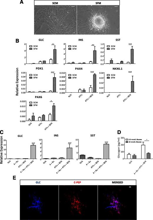 FIG. 5. SFM and chromatin-modifying reagents enhance reprogramming of exocrine pancreatic MSCs toward glucagon-producing cells. A: Representative phase contrast images of passaged exocrine pancreatic fractions cultured in serum-containing medium (SCM) or in SFM. Scale bar = 50 µm. B: Passaged exocrine pancreatic cells were cultured in SCM or SFM and transduced with adenoviruses expressing the 4TFs. After 24 h, 1 nmol/L betacellulin, 10 nmol/L exendin-4, and 10 mmol/L nicotinamide (BEN) were added to both SCM and SFM cultures. After 7 days, the cells were harvested and QRT-PCR was performed. The data are expressed relative to glyceraldehyde 3-phosphate dehydrogenase and presented as mean ± SEM (n = 3). *P < 0.05, **P < 0.01, and ***P < 0.001. C: Passaged exocrine pancreatic cells were cultured in SFM supplemented with 1 μmol/L 5-Aza-2′deoxycytidine (A) and/or 1 mmol/L sodium butyrate (Bu), transduced with adenoviruses (4TF), and treated with BEN as indicated. QRT-PCR was performed and the data were expressed relative to glyceraldehyde 3-phosphate dehydrogenase and presented as mean ± SEM (n = 3). ***P < 0.001 relative to nontreated samples (N/A). D: Glucagon secretion in culture medium of N/A or reprogrammed (A + Bu + 4TFs + BEN) exocrine cells in the presence of basal (2.5 mmol/L) or after stimulation for 1 h with high (20 mmol/L) glucose. Glucagon levels were measured by ELISA and data represent the mean ± SEM (n = 3). *P < 0.05. E: Glucagon and C-peptide immunofluorescent staining in exocrine cells treated with 4TFs and BEN in the presence of 5-Aza-2′deoxycytidine and sodium butyrate. Scale bar = 20 µm. GLC, glucagon; INS, insulin; SST, somatostatin.