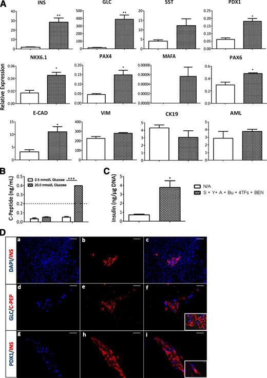 FIG. 7. The Rho-kinase and TGF-β1 pathway inhibitors enhance reprogramming toward insulin-producing cells. A: Unpassaged exocrine pancreatic cells were plated in tissue culture dishes. The cells were then cultured for 72 h in SFM containing Y27632 (Y), SB431542 (S), 5-Aza-2′deoxycytidine (A), and sodium butyrate (Bu). They were then transduced with adenoviruses expressing the 4TFs and cultured for 7 days in SFM containing 1 nmol/L betacellulin, 10 nmol/L exendin-4, and 10 mmol/L nicotinamide (BEN). Treated and untreated (N/A) cells then were harvested and RNA was extracted for QRT-PCR analysis. Data are represented as mean ± SEM and expressed relative to glyceraldehyde 3-phosphate dehydrogenase. *P < 0.05 or **P < 0.01 relative to N/A samples. B: Release of C-peptide to the medium in transdifferentiated (S+Y+A+Bu+4TFs+BEN) and N/A cells after incubation with 2.5 or 20 mmol/L of d-glucose for 1 h. The dashed line indicates the assay detection limit. Data are representative of triplicate experiments. ***P < 0.001. C: Insulin content of transdifferentiated (S+Y+A+Bu+4TFs+BEN) and N/A cells normalized to the DNA content of each sample. Data are representative of triplicate experiments. *P < 0.05. D: Immunostaining for insulin (INS) (panels a–c and g–i), C-peptide (C–PEP) (panels d–f), Pdx1 (panels g–i), and glucagon (GLC) (panels d–f) of transdifferentiated cells in culture. Nuclei were counterstained with DAPI. Data are representative of triplicate experiments. Inlets show a 2× higher magnification image of stained clusters. Scale bar = 50 µm. AML, amylase; E-CAD, E-cadherin; SST, somatostatin.