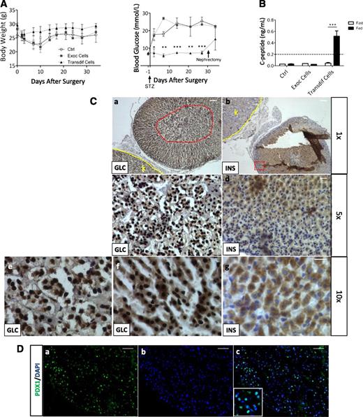 FIG. 8. Reprogrammed insulin-producing cells prevent STZ-induced diabetes in vivo. A: Body weight and blood glucose levels were measured in NOD/SCID mice grafted with transdifferentiated cells or exocrine pancreatic cells or in nongrafted mice (Ctrl) over a 38-day period after surgery. A single dose (150 mg/kg) of STZ was administered 1 day before surgery. Transdifferentiated cells, n = 5; exocrine pancreatic cells, n = 3; control, n = 2. B: Serum C-peptide levels were measured in NOD/SCID mice grafted with transdifferentiated cells or exocrine pancreatic cells and in nongrafted mice (Ctrl) after a 4-h starvation period (fast) or with ad libitum feeding (fed) conditions. Transdifferentiated cells, n = 5; exocrine pancreatic cells, n = 3; control, n = 2. C: Immunostaining for insulin and glucagon of grafted kidneys after kidney removal. Yellow dashed lines indicate the border between the kidney (k) and the graft. The red circle in panel a indicates the difference in glucagon staining observed within the cluster. A 5× higher magnification of the cells inside this circle is shown in panel c; 10× higher magnifications of the cells inside (panel e) and outside (panel f) the circle are shown. Panel d shows a 5× higher magnification of insulin staining within the area marked by the red square in panel b. A 10× higher magnification of insulin-positive cells present in the center of the cluster is shown in panel g. Scale bar for panels a and b = 100 µm. Scale bar for panels c–g = 20 µm. D: Immunofluorescent staining for Pdx1 in kidneys grafted with transdifferentiated cells. Scale bar = 50 µm. A 5× higher magnification inlet is shown. Ctrl, control; Exoc Cells, exocrine pancreatic cells; GLC, glucagon; INS, insulin; Transdif Cells, transdifferentiated cells.
