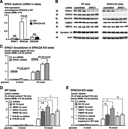 FIG. 1. EPAC1 has a small role in GSIS potentiation. EPAC2A KO islets lack GSIS potentiation in response to pharmacologic secretagogue stimulation. A: Quantitative RT-PCR of mouse islets reveals predominant expression of EPAC2A in islets. EPAC1 and EPAC2B isoforms are expressed at low levels and are similar in WT and EPAC2A deficient islets. B: shRNA-mediated EPAC1 knockdown in WT and EPAC2A KO islets. IB of islet protein samples shows EPAC1 immunoreactivity in both WT (left) and EPAC2A KO (right) islets. EPAC2A is present in WT controls and lacking in EPAC2A KO islets. Specific shRNA knockdown specifically reduces EPAC1 immunoreactivity, while no changes were detected with scrambled shRNA. Signals on IB were detected at the expected position corresponding to the molecular weight (Supplementary Table 2). Representative IB is shown with triplicate samples from three different mice for each group. C: Insulin-secretion rates during static incubation of EPAC2A KO islets. shRNA-mediated EPAC1 knockdown in EPAC2A KO islets does not impair E4-potentiated GSIS. Left: E4 has no effect on insulin secretion at low (3 mmol/L) glucose levels. Right: At 10 mmol/L glucose, both scrambled and EPAC1 shRNA-treated islets show similar insulin secretion rates and similarly augment GSIS under E4 (10 nmol/L) exposure. D: WT islets secrete insulin in a glucose-dependent manner. Stimulation with incretin hormone analog E4, PKA-selective activator 6BZN, EPAC2-selective activator ESCA, as well as GPR40-selective activator PMAP augment GSIS at 10 but not 3 mmol/L glucose. E: EPAC2A KO islets secrete insulin in a glucose-dependent manner. Stimulation with incretin hormone analog E4, PKA-selective activator 6BZN, as well as GPR40-selective activator PMAP augment GSIS. E4 and PMAP augment GSIS to a lesser degree in EPAC2A KO islets (C) as compared with WT islets (D). EPAC2-selective activator ESCA fails to augment GSIS in EPAC2A KO islets. Vehicle controls: for E4, PBS; for ESCA and PMAP, DMSO. Results are shown as mean ± SEM of triplicate studies. *P < 0.05 vs. vehicle, #P < 0.05 vs. E4; !P < 0.05 for respective treatment EPAC2A KO vs. WT islet (C vs. D) as determined by two-way ANOVA and Bonferroni posttest analysis. scr, scrambled.