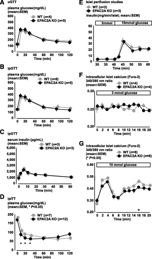 FIG. 2. EPAC2A ablation does not influence GSIS. A–D: In vivo studies. E and F: In vitro studies. EPAC2A KO mice and WT controls have similar glucose excursions during oGTT (A) and ipGTT (B). C: Serum insulin levels during ipGTT are not different in WT and EPAC2A KO mice. D: ipITT shows slightly increased insulin sensitivity in EPAC2A KO mice as compared with controls. E: WT and EPAC2A KO islets show similar insulin secretion rates during perifusion studies. F and G: Islet intracellular calcium dynamic changes detected with the Fura-2 method in EPAC2A KO and WT islets are similar. F: Islets maintained in 3 mmol/L glucose show no differences in intracellular calcium levels. G: Increasing glucose levels from 5 to 10 mmol/L at time 0 min elicits an increase in intracellular calcium signal, which is similar in WT and EPAC2A KO islets. WT is represented in gray circles; EPAC2A KO is represented in black circles. Results are shown as mean ± SEM of studies performed at least in triplicate. *P < 0.05.