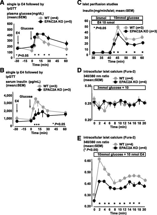 FIG. 3. EPAC2A ablation impairs dynamic insulin response to E4-mediated GSIS potentiation. A and B: In vivo studies. C–E: In vitro studies. A: Acute E4 administration prior to ipGTT reveals relatively improved glucose tolerance in WT as compared with EPAC2A KO mice. B: Acute E4 administration prior to ipGTT elicits augmented GSIS in WT mice, while E4-stimulated GSIS augmentation is lacking in EPAC2A KO counterparts. C: Perifusion studies show E4-stimulated GSIS augmentation in WT islets, which is muted in EPAC2A KO islets. D and E: Islet intracellular calcium dynamic changes detected with the Fura-2 method in EPAC2A KO and WT islets. D: Islets maintained in 3 mmol/L glucose show no differences in intracellular calcium levels. E: Increasing glucose levels from 5 to 10 mmol/L at time 0 min elicits an increase in intracellular calcium signal, which is reduced in EPAC2A KO islets as compared with WT control islets. WT is represented in gray circles; EPAC2A KO is represented in black circles. Results are shown as mean ± SEM of studies performed at least in triplicate. *P < 0.05.