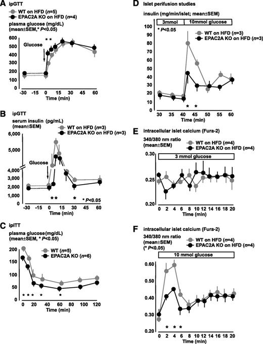FIG. 4. EPAC2A ablation impairs dynamic insulin response in diet-induced obesity and insulin resistance model. A–C: In vivo studies. D–F: In vitro studies. A: HFD-fed WT mice show impaired ip glucose tolerance, which is more pronounced in HFD-fed EPAC2A KO mice. B: HFD-fed WT mice show augmented serum insulin excursions in response to ip glucose. In comparison, EPAC2A KO mice show a delayed and impaired insulin response to ip glucose. C: HFD-fed EPAC2A KO mice, as compared with WT controls, show slightly increased insulin sensitivity, which does not compensate their impaired glucose tolerance (A). D: Perifusion studies of islets from HFD-fed mice show GSIS augmentation in WT islets, which is blunted in EPAC2A KO islets mainly in the early phases (40–45 min) after glucose stimulus to the islets. E and F: Islet intracellular calcium dynamic changes detected with the Fura-2 method in EPAC2A KO and WT islets of HFD-fed mice. E: Islets maintained in 3 mmol/L glucose show no differences in intracellular calcium levels. F: Increasing glucose levels from 3 to 10 mmol/L at time 0 min elicits an increase in intracellular calcium signal. EPAC2A KO islets show a blunted early (0–10 min) rise in glucose-stimulated intracellular calcium, which, at later time points (10–20 min), is similar in WT and EPAC2A KO islets. WT is represented in gray circles; EPAC2A KO is represented in black circles. Results are shown as mean ± SEM of studies performed at least in triplicate. *P < 0.05.