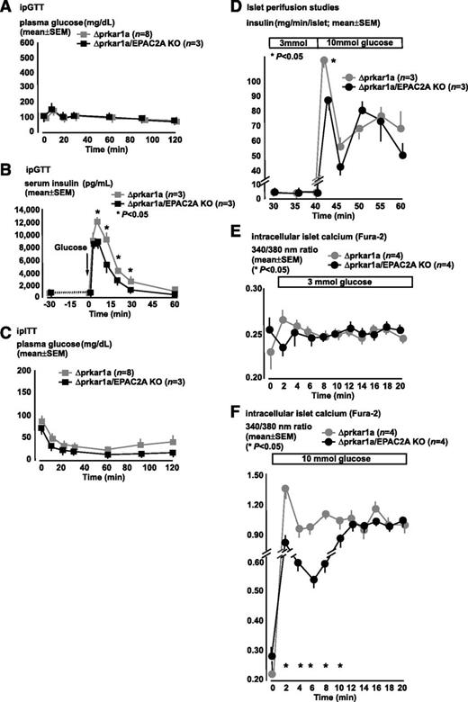 FIG. 5. EPAC2A ablation impairs dynamic insulin response in model of β-cell autonomous GSIS augmentation (Δprkar1a mice). A–C: In vivo studies. D–F: In vitro studies. A: During ipGTT, Δprkar1a and Δprkar1a/EPAC2A KO mice exhibit similar glucose excursions. B: During ipGTT, Δprkar1a show, as compared with WT mice (Fig. 3), dramatically increased GSIS. Δprkar1a/EPAC2A KO mice exhibit reduced serum insulin levels as compared with Δprkar1a mice. C: During ipITT, Δprkar1a/EPAC2A KO, as compared with Δprkar1a mice, show slightly increased insulin sensitivity, which does not reach statistical significance. D: Perifusion studies of islets from Δprkar1a and Δprkar1a/EPAC2A KO mice. Δprkar1a islets exhibit a dramatically augmented GSIS. In contrast, Δprkar1a/EPAC2A KO islets exhibit a relatively blunted first-phase GSIS, while second-phase GSIS is similar in both groups. E and F: Islet Intracellular calcium dynamic changes detected with the Fura-2 method in Δprkar1a and Δprkar1a/EPAC2A KO islets. E: Islets maintained in 3 mmol/L glucose show no differences in intracellular calcium levels. F: Increasing glucose levels from 3 to 10 mmol/L at time 0 min elicits a dramatic increase in intracellular calcium signal in Δprkar1a islets. Δprkar1a/EPAC2A KO islets show a blunted early (0–10 min) rise in glucose-stimulated intracellular calcium, which, at later time points (10–20 min), is similar in both groups. Δprkar1a is represented in gray circles; Δprkar1a/EPAC2A KO is represented in black circles. Results are shown as mean ± SEM of studies performed at least in triplicate. *P < 0.05.