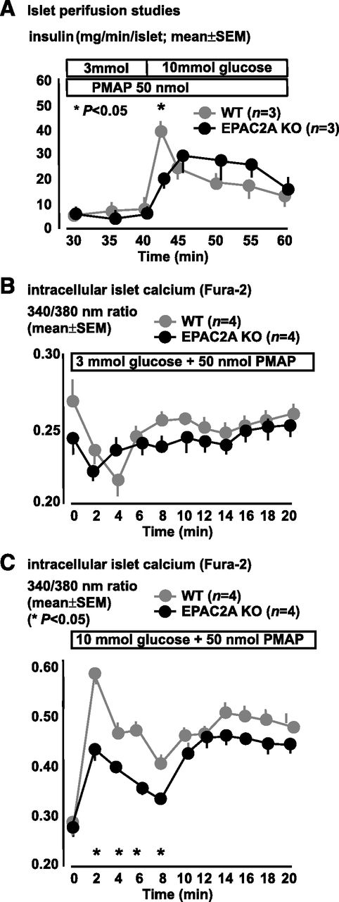 FIG. 6. EPAC2A ablation impairs GSIS augmentation in response to free fatty acid 1/GRP40 activation. A: Perifusion studies of PMAP-treated islets GSIS augmentation in WT islets, which is blunted in EPAC2A KO islets mainly in the acute phase (40–42 min) after glucose stimulus to the islets, while later time points show similar insulin secretion in WT and EPAC2A KO islets. B and C: Islet intracellular calcium dynamic changes detected with the Fura-2 method in PMAP-treated WT and EPAC2A KO islets. B: Islets maintained in 3 mmol/L glucose show no differences in intracellular calcium levels. C: Increasing glucose levels from 3 to 10 mmol/L at time 0 min elicits an increase in intracellular calcium signal in WT islets. EPAC2A KO islets show a blunted early (0–10 min) rise in glucose-stimulated intracellular calcium, which, at later time points (10–20 min), is similar in both groups. WT is represented in gray circles; EPAC2A KO is represented in black circles. Results are shown as mean ± SEM of studies performed at least in triplicate. *P < 0.05.