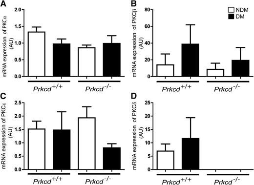 FIG. 4. Quantitative real-time PCR expression of mRNA isoforms of PKCα (A), PKCβ (B), PKCε (C), and PKCδ (D) in ischemic adductor muscles of nondiabetic (NDM) and diabetic (DM) Prkcd+/+ and Prkcd−/− mice. Results are shown as mean ± SD of six to seven mice.