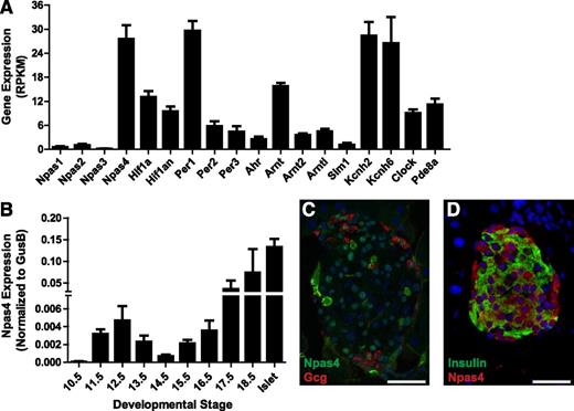 FIG. 1. Npas4 is expressed in β-cells. Compared with other PAS domain factors, Npas4 was highly expressed in freshly isolated mouse islets (n = 4) (A). Pancreatic Npas4 gene expression was induced late in development. Embryonic pancreatic tissue was dissected between e10.5 and e18.5, RNA was extracted and reverse transcribed, and Taqman PCR was carried out for Npas4 (n = 3–4) (B). Npas4 was restricted to the endocrine pancreas (C and D). Confocal imaging (C) demonstrated that Npas4 (green) colocalized with DNA (blue; DAPI) within glucagon (red)-expressing cells. Widefield immunofluorescence demonstrated that Npas4 (red) colocalized with both DNA (blue) and insulin (green) within pancreatic β-cells (D). There was significant variability in the percentage of cells showing Npas4 immunoreactivity within the nucleus in islets within one pancreas, indicating that there is likely nuclear-cytoplasmic shuttling in response to metabolic demands. Scale bars, 50 μm. Gcg, glucagon; RPKM, Reads Per Kilobase of transcript per Million mapped reads.