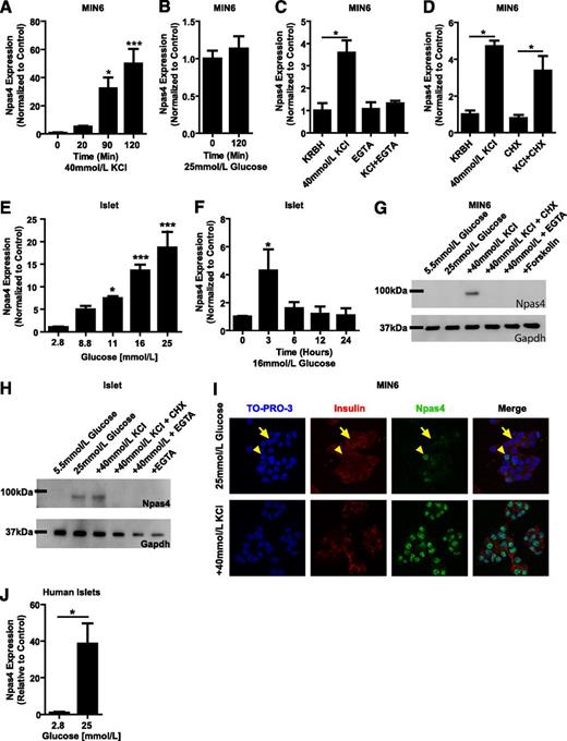 FIG. 2. Npas4 is an activity-regulated transcription factor in pancreatic β-cells. In MIN6 β-cells, a 2-h exposure to 40 mmol/L KCl (n = 4) (A) but not 25 mmol/L glucose (n = 3) (B) significantly increased Npas4 gene expression in a calcium-dependent manner (n = 3) (C). Further, Npas4 was induced during the immediate early response in MIN6 cells, as CHX was not able to prevent induction (n = 3) (D). In mouse pancreatic islets, Npas4 was significantly increased by glucose in a dose-dependent fashion (n = 3–8) (E) after a 2-h incubation; however, expression levels returned to baseline by 6 h if culture continued in 16 mmol/L glucose (n = 3–4). Npas4 was not appreciably expressed at the protein level in either MIN6 cells (G) or mouse islets (H) under low glucose (compare G and H); however, depolarization by KCl in MIN6 cells (n = 3) (G) and by both glucose and KCl in mouse islets (n = 3) (H) strongly induced expression. In both MIN6 cells and islets (compare G and H), this induction could be blocked by chelation of calcium with EGTA and by inhibition of protein synthesis (CHX). I: Immunofluorescent staining of MIN6 displayed that under basal conditions, Npas4 is mainly cytoplasmic (arrows), with a small percentage of cells containing nuclear Npas4 expression (arrowheads). However, under stimulatory conditions, Npas4 is exclusively nuclear, colocalized with TO-PRO-3 nuclear dye (n = 3). Npas4 expression was induced in human islets by 25 mmol/L glucose after a 2-h stimulation (n = 4) (J). Significance was established using two-tailed Student t tests or a one-way ANOVA with Dunnett post hoc analysis where applicable. n ≥ 3. *P ≤ 0.05; ***P ≤ 0.001.
