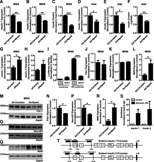FIG. 4. Npas4 directly regulates insulin gene expression in β-cells. Enforced adenoviral expression of Npas4 in MIN6 cells (A–C) significantly decreased expression of insulin 1 (A) and insulin 2 (B) message levels and total cell content (n = 3) (C). Adenoviral-driven Npas4 in mouse pancreatic islets (D–F) significantly decreased expression of insulin 1 (n = 4) (D) and insulin 2 (n = 3) (E) as well as significantly reduced total islet content of insulin (n = 6) (F). Forty-eight hours after transfection with siRNAs targeting Npas4, increases in both insulin 1 (G) and insulin 2 (H) expression were observed in MIN6 cells (n = 4). Npas4 reduced RIP1-driven luciferase transcription in cotransfected MIN6 cells (n = 3) (I). Npas4 overexpression in MIN6 did not alter Pdx-1 (J) or NeuroD1 (K) mRNA expression but significantly decreased both at the protein level (n = 3) (M–P). Npas4 also increased the expression of MafA at the message (L) and protein (Q and R) level (n = 3). S: To determine if Npas4 binds directly to both insulin promoters in MIN6 cells, cells were depolarized for 2 h with 40 mmol/L KCl to induce Npas4, fixed, and chromatin fragmented, and immunoprecipitation was carried out using antibodies specific for Npas4 under both induced (black bars) and control (white bars) conditions. Cross-links were then reverse transcribed, and Taqman PCR was used to assess enrichment at the insulin promoters. Using this approach, there was between 10- and 30-fold enrichment at both promoters (n = 3). T: Illustrations of quantitative primers and probe binding sites on the insulin 1 and insulin 2 promoter (modified from LeRoith et al. [60]). Significance was determined using two-tailed Student t tests. *P ≤ 0.05; **P ≤ 0.01; ***P ≤ 0.001.