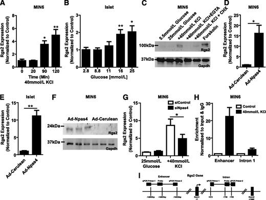 FIG. 6. Npas4 may attenuate incretin-stimulated insulin secretion through the induction of Rgs2. Rgs2 expression was increased in response to 40 mmol/L KCl in MIN6 cells (n = 3) (A) and glucose in islets (n = 3–8) (B). In MIN6 cells, Rgs2 protein levels were increased in a calcium-dependent manner by KCl as well as forskolin (n = 3) (C). Adenovirally overexpressing Npas4 in MIN6 cells (D) and islets (E) dramatically increased Rgs2 mRNA expression as well as Rgs2 protein levels in MIN6 (n = 3) (F). Knockdown of Npas4 in 25 mmol/L glucose did not alter Rgs2 expression; however, when stimulated with KCl for 2 h, knockdown of Npas4 significantly inhibited the induction of Rgs2 mRNA levels (n = 3) (G). Npas4 regulates Rgs2 through a direct binding to a putative enhancer (15 kb upstream) as well as to the first intron of Rgs2 as assayed by ChIP (n = 3) (H). Illustration of the quantitative primers and probe binding sites in the Rgs2 gene (I). Significance was established using two-tailed Student t tests or a one-way ANOVA with Dunnett post hoc analysis where applicable. *P ≤ 0.05; **P ≤ 0.01.
