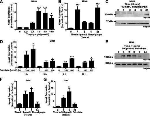 FIG. 7. Npas4 is a stress-induced factor in pancreatic β-cells. Npas4 expression was induced in a dose-dependent manner in MIN6 cells by a 24-h exposure to the ER calcium–depleting drug thapsigargin (n = 3–6) (A). However, in 1 µmol/L thapsigargin, the Npas4 response is dynamic, with markedly higher expression at 1 and 24 h at the message level (B) and 24 h at the protein level (n = 3) (C). Npas4 was also induced in a dose-dependent manner by palmitate with maximum expression between 1 and 2 h at both the message (D) and protein (n = 3) (E) levels in response to 500 µmol/L palmitate. Elevated expression was maintained through 24 h (compare D and E) (n = 3). In mouse islets, Npas4 expression was increased after 24-h exposure to 1 µmol/L thapsigargin (F) and 500 µmol/L palmitate (n = 3) (G) in 11 mmol/L glucose RPMI. Significance was established using two-tailed Student t tests or a one-way ANOVA with Dunnett post hoc analysis where applicable. *P ≤ 0.05; **P ≤ 0.01; ***P ≤ 0.001.