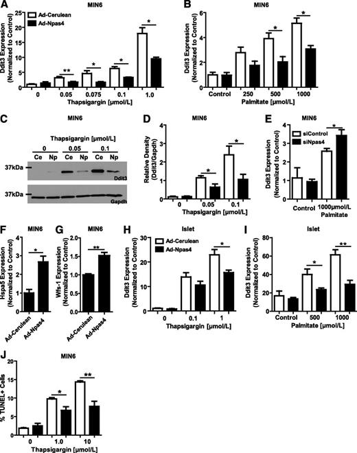 FIG. 8. Npas4 induction is cytoprotective for pancreatic β-cells. Npas4 overexpression (black bars) in MIN6 cells (A, B, and D) significantly reduced Ddit3 induction after both thapsigargin (n = 3–10) (A) and palmitate (n = 3–5) (B) exposure. C and D: The reductions observed at the message level were also present at the protein level as adenoviral transduction with Npas4 (Np) decreased thapsigargin-mediated Ddit3 induction compared with controls (Ce) (n = 3–4). Knockdown of Npas4 with siRNAs did not alter basal Ddit3 expression but, after palmitate exposure, significantly increased Ddit3 levels (n = 4) (E). A possible mechanism for the reduced Ddit3 induction is due to significant increases of the cytoprotective proteins BiP and Wfs-1 (n = 3) (F and G). Less Ddit3 induction in response to thapsigargin (n = 6–11) (H) or palmitate (n = 3–4) (I) was observed in mouse pancreatic islets after Ad-Npas4 transduction. The reductions in Ddit3 mRNA and protein translated to significantly reduced TUNEL+ apoptotic MIN6 cells in Ad-Npas4–infected cells treated with either 1 or 10 μmol/L thapsigargin (n = 3) (J). Significance was determined using two-tailed Student t tests. *P ≤ 0.05; **P ≤ 0.01.