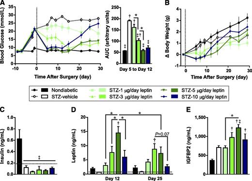 FIG. 1. Leptin reverses STZ-induced diabetes in a dose-dependent manner. Mice were treated with STZ and 6 days later received implantation of osmotic pumps (day 0, vertical broken line) delivering doses of either leptin ranging from 1 to 10 µg/day (STZ and 1, 3, 5, or 10 µg/day) or vehicle only (STZ-vehicle). Nondiabetic mice served as controls. Fasting blood glucose (A) and change in body weight (B) relative to day −1. AUC analysis of blood glucose levels from day 5 to day 12 is presented (A). AUC analysis of body weight change from day 5 to day 12 revealed no significant differences and is not shown. C: The 4-h fasted plasma insulin levels on day 25. Limit of detection is shown by broken horizontal line. D: The 4-h fasted plasma leptin levels on days 12 and 25. Four of five STZ-vehicle mice had leptin levels below the detection limit (indicated by broken line) on both days, and this group was not included in statistical analyses. Statistical analyses were performed by two-way ANOVA with Tukey post hoc test. E: The 4-h fasted plasma IGFBP2 levels on day 12. Data are presented as mean ± SEM, n = 4–5. *P < 0.05. †P < 0.05 vs. nondiabetic controls. ‡P < 0.05 vs. STZ-vehicle controls.