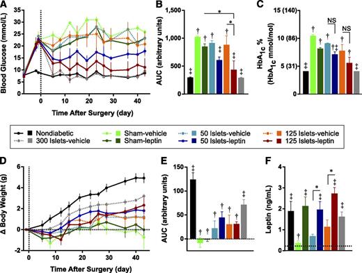FIG. 3. Leptin administration enhances the efficacy of islet transplantation for treatment of STZ-induced diabetes. Mice were treated with STZ on day −6 and subsequently received transplants of 50, 125, or 300 islets or sham surgery (day 0) and simultaneous osmotic pump implants delivering 1 µg/day leptin or vehicle for 6 weeks. A: The 4-h fasted blood glucose levels. B: Blood glucose data from days 5 to 43 analyzed by AUC. C: The 4-h fasted HbA1c levels in whole blood are presented as percents and mmol/mol equivalents are in parentheses. The 4-h fasted body weight gain normalized to day −1 (D) and net AUC from days 5 to 43 (E). F: The 4-h fasted plasma leptin measured from cardiac puncture samples collected 6 weeks after surgery. Data are presented as mean ± SEM (n = 3–5). *P < 0.05. †P < 0.05 vs. nondiabetic controls. ‡P < 0.05 vs. sham-vehicle controls. NS, not significant.