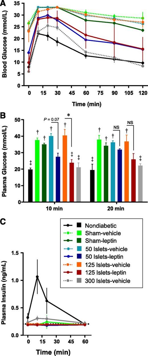 FIG. 5. Leptin and islet cotherapy improves glucose tolerance. A: OGTT on day 20 after a 6-h fast in mice transplanted with islets with or without leptin and untreated diabetic (sham-vehicle) mice, leptin-treated diabetic (sham-leptin) mice, and nondiabetic controls. B: Because some mice had blood glucose levels over the limit of detection after gavage, blood was collected at 10 and 20 min for plasma glucose measurement. C: Plasma insulin levels after gavage. The limit of detection (0.188 ng/mL) is indicated by a broken horizontal line. Only nondiabetic and 300 islets-vehicle groups had detectable plasma insulin levels at any given time. The remainder of mice were assigned values of 0.188 ng/mL. Data are presented as mean ± SEM (n = 3–5). *P < 0.05. †P < 0.05 vs. nondiabetic controls. ‡P < 0.05 vs. sham-vehicle controls. NS, not significant.