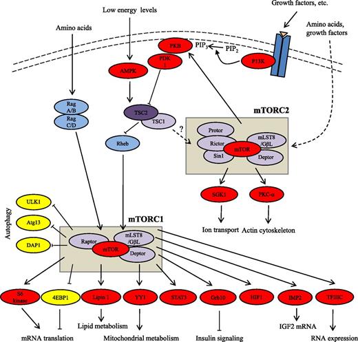 FIG. 1. mTOR signaling pathways. After stimulation by insulin and other growth factors, phosphatidylinositol 3-kinase (PI3K) converts phosphatidylinositol 4,5-bisphosphate (PIP2) into phosphatidylinositol 3,4,5-triphosphate (PIP3), which localizes PKB to the membrane where it is activated by PDK1 and mTORC2. Activated PKB phosphorylates and inhibits tuberous sclerosis complex (TSC1/2). Rheb, a small GTPase that is inhibited by TSC2, positively modulates mTORC1 activity. mTORC1 phosphorylates S6 kinase 1/2 and 4EBP1, resulting in increased mRNA translation. Amino acid sufficiency activates mTORC1 via Rag A/B and C/D. Under low-energy conditions, the AMP-to-ATP ratio rises and activates AMP kinase (AMPK), which phosphorylates and activates the TSC1/2 complex, resulting in mTORC1 inhibition. mTORC2 activity is mediated via predominantly unknown pathways. mTORC2 phosphorylates and activates PKB, serum- and glucocorticoid-induced protein kinase 1 (SGK1), and PKC. Arrows, stimulatory effects; block ends, inhibitory effects; solid lines, direct effects, dashed lines, indirect effects. Atg13, autophagy-related protein 13; DAP1, death-associated protein 1; Deptor, DEP domain–containing mTOR-interacting protein; 4EBP, eIF4E-binding protein; GβL- G, protein β-subunit-like protein; HIF1, hypoxia-induced factor 1; IMP2, insulin-like growth factor 2 mRNA-binding protein; mLST8, mammalian lethal with Sec13 protein 8; PDK1, phosphoinositide-dependent protein kinase 1; Protor, protein observed with Rictor; Raptor, regulatory associated protein of mTOR; Rictor, rapamycin-insensitive companion of mTOR; Sin1, stress-activated protein kinase–interacting protein 1; TFIIIC, transcription factor 3C; ULK1, Unc-51–like kinase 1.