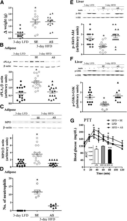 FIG. 2. Inhibition of neutrophil recruitment to epididymal adipose tissue by cPLA2α-specific AS oligonucleotide prevents hepatic insulin resistance. Mice were intravenously injected 1 day before the initiation of the HFD and every day during the diet with 2 mg/kg AS against cPLA2α. The HFD control mice were administrated with 100 μL saline or 2 mg/kg sense (SE) oligonucleotide, and because there was no difference between the two groups, they were combined (SE). Control LFD mice were fed a normal diet for 3 days. Half of the control LFD mice were administrated 100 μL saline, which did not cause any effect compared with the noninjected mice. The weight and the densitometry of the immunoblot of the individual mice in each group performed in three independent experiments are presented. A: *P < 0.001 between the two groups of mice on the HFD and the LFD mice at day 3 of the diet. B: A representative immunoblot of cPLA2α and the corresponding β-actin protein expression in epididymal adipose tissue lysates of the different groups of mice. The intensity of each cPLA2α band was divided by the intensity of the respective β-actin band after quantitation by densitometry and expressed as arbitrary units. *P < 0.001 for control HFD mice (SE) compared with HFD mice with AS treatment or LFD mice. C: A representative immunoblot and densitometry analyses of MPO (a specific neutrophil marker) and β-actin in epididymal fat from LFD mice, AS-treated HFD mice, and control mice (SE). The intensity of each MPO band was divided by the intensity of the respective β-actin band after quantitation by densitometry and expressed as arbitrary units. *P < 0.001 in control HFD mice (SE) compared with AS-treated HFD mice or LFD mice. D: The presence of stained neutrophils using mouse anti-neutrophils antibody (NIMP-R14) in sections of epididymal adipose tissues. Results are the mean ± SEM number per field, derived from 20 individual fields for each mouse from two independent experiments. *P < 0.001 in control HFD mice (SE) compared with AS-treated HFD mice or LFD mice. E and F: For each group of mice, liver lysate of a mouse that was not treated with insulin (–) and lysates from two different mice treated with insulin (+) are presented. Densitometry analysis for p-Akt and p-GSK were performed as in Fig. 1A. *P < 0.001, significant decrease of control HFD mice (SE) compared with HFD mice with AS treatment or LFD mice. G: Pyruvate tolerance test (PTT) in 3-day HFD mice after overnight fast. The results are the mean ± SEM of six mice in each group performed in two independent experiments. The inset describes the area under the curve (AUC). *P < 0.05, **P < 0.01 compared with SE-treated HFD mice (SE) by two-way ANOVA and Bonferroni post-test analysis. t, total.