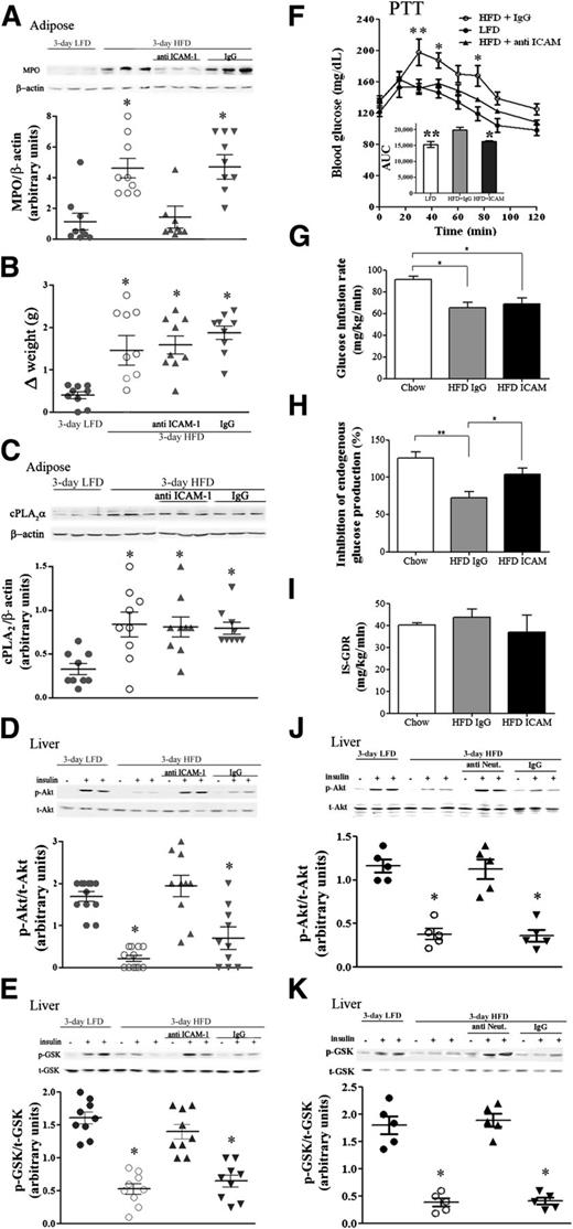 FIG. 4. Prevention of neutrophil recruitment to epididymal adipose tissue by anti–ICAM-1 antibodies prevented hepatic insulin resistance in response to 3-day HFD. Mice were intraperitoneally injected (100 μg/kg) with anti–ICAM-1 antibodies 2 days before the initiation of the HFD and every other day thereafter. The HFD control mice were administrated 100 μL saline or rat IgG2b, isotype control. The weight and the densitometry of the immunoblot of the individual mice in each group performed in three different experiments are presented. A: A representative immunoblot of MPO in epididymal fat. Densitometry analysis for MPO was performed as described in Fig. 2C. *P < 0.001, significant increase of control HFD mice (open circles) and anti-IgG–treated HFD mice (down gray triangles) compared with HFD mice treated with anti–ICAM-1 antibodies (up gray triangles) and LFD mice (filled circles). B: Effect of treatment on body weight. *P < 0.001 between the groups of mice fed the HFD and the group fed the LFD at day 3 of the diet. C: A representative immunoblot analysis of cPLA2α and the corresponding β-actin protein expression in adipose tissue lysates of the different groups of mice. Densitometry analysis for cPLA2α was performed as in Fig. 2B. There is a significant difference (*P < 0.001) among the groups of mice fed the HFD compared with the LFD at day 3 of the diet. D and E: Representative immunoblots and densitometry analyses of p-Akt (serine 473) and p-GSK (serine 9). For each group of mice, liver lysate of a mouse that was not treated with insulin (–) and lysates from two different mice treated with insulin (+) are presented. Densitometry analyses for p-Akt and p-GSK were performed as in Fig. 1A. *P < 0.001, significant decrease of control HFD mice and anti-IgG–treated HFD mice compared with HFD mice treated with anti–ICAM-1 antibodies and LFD mice. F: Pyruvate tolerance test (PTT) after an overnight fast. The inset describes the area under the curve (AUC). The results are the mean ± SEM of six mice in each group performed in two independent experiments. **P < 0.01, *P < 0.05 compared with ICAM-1 antibody-treated HFD mice by two-way ANOVA and Bonferroni post-test analysis. Hyperinsulinemic-euglycemic clamp studies with glucose infusion rate (GIR) (G), insulin-inhibited endogenous glucose production (EGP) (H), and insulin-stimulated glucose disposal rate (IS-GDR) (I) were conducted in chow-fed (open), IgG-treated HFD-fed (gray), and ICAM-treated HFD-fed (black) mice. (Further clamp results are in Supplementary Fig. 1.) Results are the means of four (chow-fed) or four (HFD-fed) animals. All error bars represent SEM. *P < 0.05, **P < 0.01 ANOVA, followed by Newman-Keuls post hoc test. J and K: Neutrophil depletion prevented insulin resistance in the 3-day HFD liver. Representative immunoblots and densitometry analyses are shown for p-Akt (serine 473) and p-GSK (serine 9). For each group of mice, liver lysate of a mouse that was not treated with insulin (–) and lysates from two different mice treated with insulin (+) are presented. Densitometry analyses for p-Akt and p-GSK were performed as in Fig. 1A. *P < 0.001, significant decrease of control HFD mice compared with neutrophil-depleted HFD mice and LFD mice. t, total.