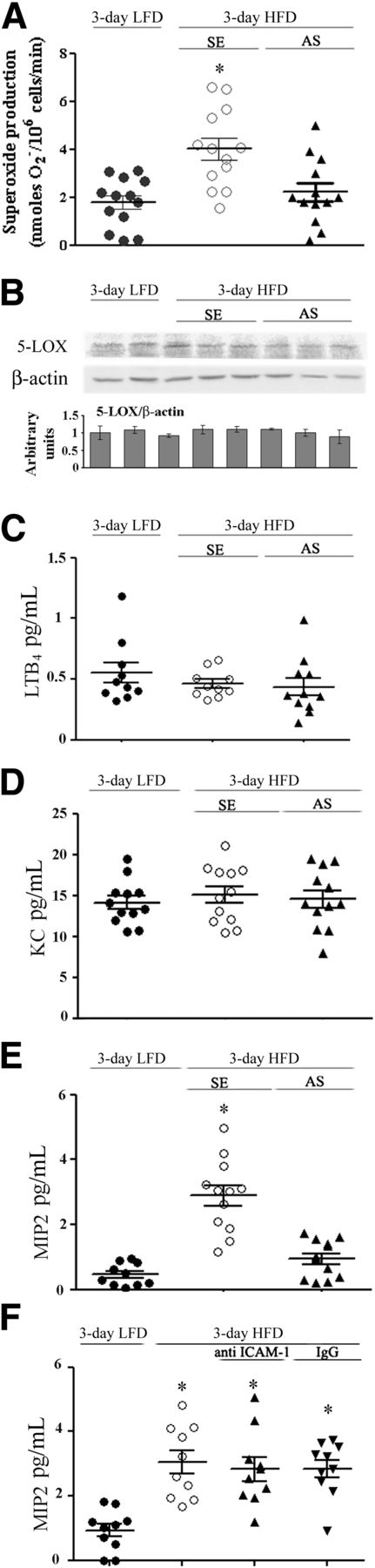 FIG. 5. Peripheral blood neutrophil and adipose tissue release of MIP-2 after the 3-day HFD. A: Spontaneous superoxide production by isolated peripheral blood neutrophils from individual HFD mice and LFD mice at day 3 of the diet performed in three different experiments is presented. *P < 0.001, significant increase of control HFD mice (SE) compared with HFD mice with AS treatment or LFD mice. There are no differences between HFD mice with AS treatment and LFD mice. B: A representative immunoblot of 5-LOX in epididymal fat lysates of LFD mice, control HFD mice (SE), and AS-treated HFD mice. Densitometry analyses were performed as for cPLA2α in Fig. 2A. Results are mean ± SEM of 12 mice. Release of LTB4 (C) and KC (D) from adipose tissue explants of the different groups. There are no significant differences among the groups. E: MIP-2 release from adipose tissue explants was significantly increased (*P < 0.001) in control HFD mice (SE) compared with HFD mice with AS treatment or LFD mice. F: MIP-2 release from adipose tissue explants was significantly higher (*P < 0.001) in the groups of mice fed the HFD compared with mice fed the LFD at day 3 of the diet.
