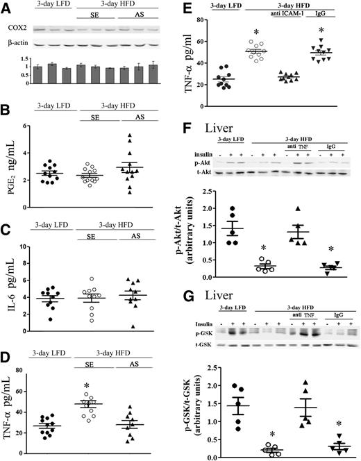 FIG. 6. TNF-α is the possible adipose mediator for the induction of hepatic insulin resistance in response to short-term HFD. A: A representative immunoblot of COX-2 in adipose lysates of LFD mice, control HFD sense (SE)-treated mice, and AS-treated HFD mice. Densitometry analyses were performed as for cPLA2α in Fig. 2A. Release of PGE2 (B) and IL-6 (C) from adipose tissue explants. No statistically significant differences among the groups were noted. D: TNF-α release from adipose tissue explants was significantly increased (*P < 0.001) in control HFD mice (SE) compared with HFD mice with AS treatment or LFD mice. E: TNF-α release from adipose tissue explants was significantly increased (*P < 0.001) in control HFD mice (open circles) and HFD mice with IgG treatment (down gray triangles) compared with HFD mice with anti–ICAM-1 treatment (up gray triangles) or LFD mice (filled circles). F and G: TNF-α neutralization prevented insulin resistance in the 3-day HFD liver. Representative immunoblots and densitometry analyses are shown for p-Akt (serine 473) and p-GSK (serine 9). For each group of mice, liver lysate of a mouse that was not treated with insulin (–) and lysates from two different mice treated with insulin (+) are presented. Densitometry analyses for p-Akt and p-GSK were performed as in Fig. 1A. *P < 0.001, significant decrease in control and IgG-treated HFD mice compared with TNF-α–depleted HFD mice or LFD mice. 3-day LFD (filled circles), 3-day HFD (open circles), 3-day HFD treated with anti-TNF antibodies (up gray triangles), and 3-day HFD treated with control IgG (down gray triangles). t, total.