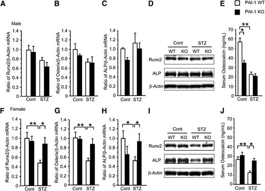 FIG. 3. Effects of PAI-1 deficiency on diabetes-induced impairment of osteogenic differentiation in both sexes of mice. mRNA levels of Runx2 (A), osterix (B), and ALP (C) as well as protein levels of Runx2, ALP, and β-actin (D) in tibia of control and streptozotocin-treated male PAI-1 WT and KO mice. mRNA levels of Runx2 (F), osterix (G), and ALP (H) as well as protein levels of Runx2, ALP, and β-actin (I) in tibia of control and streptozotocin-treated female PAI-1 WT and KO mice. Data are expressed relative to β-actin mRNA values and expressed as means ± SEM. *P < 0.05, **P < 0.01 (n = 5–7 in each group). The levels of serum osteocalcin in control and streptozotocin-treated male (E) and female (J) PAI-1 WT and KO mice. Results are expressed as means ± SEM. *P < 0.05, **P < 0.01 (n = 5–7 in each group). Cont, control; STZ, streptozotocin.