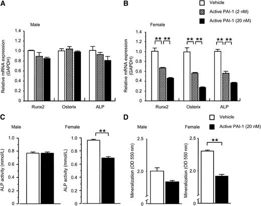 FIG. 5. Effects of active PAI-1 treatment on osteoblast differentiation and mineralization in primary osteoblasts from WT mouse calvaria. For RNA analysis and measurement of ALP activity, primary osteoblasts were treated with either vehicle or active PAI-1 (2 nmol/L and 20 nmol/L; Molecular Innovations) for 24 h. Then, total cellular RNA was extracted for gene expression analysis by real-time PCR. ALP activity was measured using Labassay ALP (Wako Pure Industry, Osaka, Japan). Levels of Runx2, osterix, and ALP mRNA in primary osteoblasts from male (A) and female (B) WT mice treated with vehicle or active PAI-1 (2 nmol/L or 20 nmol/L) for 24 h. Data are expressed relative to glyceraldehyde-3-phosphate dehydrogenase (GAPDH) mRNA values and expressed as means ± SEM. **P < 0.01 (n = 3 in each group). ALP activity (C) in primary osteoblasts from male and female WT mouse calvaria treated with vehicle or active PAI-1 (20 nmol/L) for 24 h. Mineralization as assessed by alizarin red staining of primary osteoblasts (D) from male and female WT mouse calvaria cultured in osteogenic medium (MEM α, containing 10 mmol/L β-glycerophosphate and 50 μg/mL ascorbic acid) for 21 days treated with vehicle or active PAI-1 (20 nmol/L). Results are expressed as means ± SEM. **P < 0.01 (n = 3 in each group).
