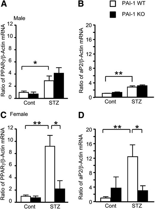 FIG. 6. Effects of PAI-1 deficiency on adipogenesis in tibia of both sexes of diabetic mice. Levels of PPARγ mRNA (A) and aP2 mRNA (B) in control and streptozotocin-treated male PAI-1 WT and KO mice. Levels of PPARγ mRNA (C) and aP2 mRNA (D) in control and streptozotocin-treated female PAI-1 WT and KO mice. Data are expressed relative to β-actin mRNA values and are expressed as means ± SEM. *P < 0.05, **P < 0.01 (n = 5–7 in each group). Cont, control; STZ, streptozotocin.