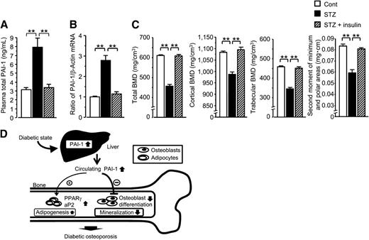 FIG. 7. Effect of insulin treatment on streptozotocin-induced bone loss in female mice. The levels of plasma PAI-1 (A) and PAI-1 mRNA in liver (B), BMDs (total, trabecular, and cortical), and bone strength index in tibia (C) in control female mice and diabetic female mice treated with or without insulin for 4 weeks. Results are expressed relative to β-actin mRNA values and expressed as means ± SEM. **P < 0.01 (n = 6 in each group). Proposed hypothesis for the role of PAI-1 in the pathogenesis of diabetic osteoporosis in female mice (D): Diabetic state induces an increase in PAI-1 expression in the liver, resulting in an elevation of circulating PAI-1 levels in female mice. An elevated circulating PAI-1 impairs osteoblast differentiation and mineralization. Furthermore, it promotes adipogenesis in bone tissues. These cascades may lead to diabetic osteoporosis in female mice.