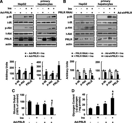 FIG. 1. PRLR regulates insulin (Ins) sensitivity in vitro. A and B: Cells were infected with Ad-PRLR (+ Ad-PRLR) or GFP (− Ad-PRLR) for 48 h in A. HepG2 cells were treated with PRLR siRNA (+ PRLR RNAi) or control reagent (− PRLR RNAi) for 48 h, and primary hepatocytes were infected with Ad-shPRLR (+ Ad-shPRLR) or scrambled vector (− Ad-shPRLR) for 72 h in B; both cases followed with (+ Ins) or without (− Ins) 100 nmol/L insulin stimulation for 20 min. C and D: Primary hepatocytes were exposed to Ad-PRLR (+ Ad-PRLR) or were without Ad-PRLR (− Ad-PRLR) for 24 h. The cells were then treated with or without 100 nmol/L insulin for another 24 h, followed by the measurement of glucose production or glycogen content. The mean ± SEM values shown are representative of at least three independent in vitro experiments. Statistical significance was calculated using one-way ANOVA followed by the SNK test for the effects of any group vs. the − Ad-PRLR group without insulin stimulation (*P < 0.05), with vs. without insulin stimulation in the + Ad-PRLR group (#P < 0.05), or Ad-PRLR vs. the control group after insulin stimulation (&P < 0.05). A and B: p-IR (tyr1150/1151), p-Akt (ser473), and PRLR protein (top, Western blot; bottom, quantitative measurements of p-IR, p-Akt, and PRLR protein relative to their total protein or actin). C: Glucose output assay. D: Glycogen content. t, total.