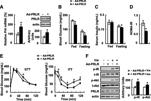 FIG. 2. Overexpression of PRLR using Ad-PRLR improves insulin (Ins) sensitivity in vivo. Male C57BL/6J mice were infected with Ad-PRLR (+ Ad-PRLR) or GFP (− Ad-PRLR) via tail-vein injection, followed by examination of PRLR expression in the liver at day 12 in A, measurement of blood glucose and serum insulin levels at day 14 in B and C, calculating HOMA-IR index in D, performance of GTTs and ITTs at day 8 or 10 in E, and examination of insulin signaling in liver before (− Ins) and after (+ Ins) 2 units/kg insulin stimulation for 3 min at day 12 in F. The mean ± SEM values shown are representative of at least two independent in vivo experiments, with the number of mice included in each group in each experiment indicated (n = 5–6). Statistical significance was calculated using the two-tailed Student t test for the effects of the Ad-PRLR vs. the control group (*P < 0.05). A: Prlr mRNA and PRLR protein (top, Western blot; bottom, quantitative measurement of PRLR protein relative to actin). B: Blood glucose levels. C: Serum insulin levels. D: HOMA-IR index. E: GTT and ITT. F: p-IR (tyr1150/1151), p-Akt (ser473), and PRLR protein (left, Western blot; right, quantitative measurements of p-IR and p-Akt protein relative to their total protein). t, total.