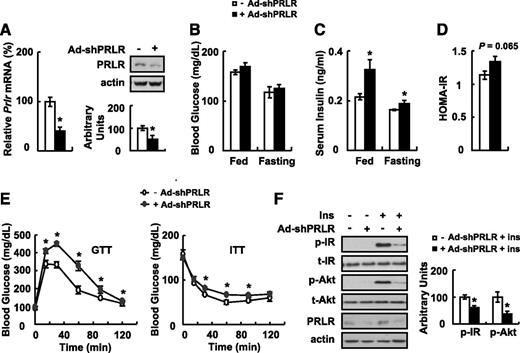 FIG. 3. Knocking down PRLR using Ad-shPRLR decreases insulin (Ins) sensitivity in vivo. Male C57BL/6J mice were infected with Ad-shPRLR (+ Ad-shPRLR) or scrambled vector (− Ad-shPRLR) via tail-vein injection, followed by examination of PRLR expression in the liver at day 7 in A, measurement of blood glucose and serum insulin levels at day 14 in B and C, calculating HOMA-IR index in D, performance of GTTs and ITTs at day 3 or 4 in E, and examination of insulin signaling in liver before (− Ins) and after (+ Ins) 2 units/kg insulin stimulation for 3 min at day 7 in F. The mean ± SEM values shown are representative of at least two independent in vivo experiments, with the number of mice included in each group in each experiments indicated (n = 5–6). Statistical significance was calculated using the two-tailed Student t test for the effects of the Ad-shPRLR vs. the control group (*P < 0.05). A: Prlr mRNA and PRLR protein (top, Western blot; bottom, quantitative measurement of PRLR protein relative to actin). B: Blood glucose levels. C: Serum insulin levels. D: HOMA-IR index. E: GTT and ITT. F: p-IR (tyr1150/1151), p-Akt (ser473), and PRLR protein (left, Western blot; right, quantitative measurements of p-IR and p-Akt protein relative to their total protein). t, total.