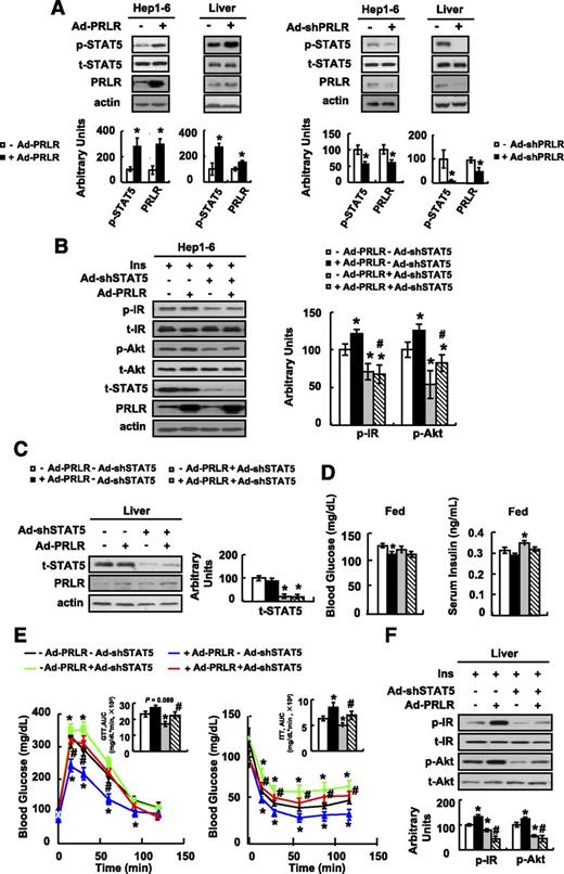 FIG. 4. Ad-PRLR increases insulin sensitivity by activation of STAT5. A, left: Hep1–6 cells were infected with Ad-PRLR (+ Ad-PRLR) or GFP (− Ad-PRLR) for 48 h, or male C57BL/6J mice were infected with Ad-PRLR (+ Ad-PRLR) or Ad-GFP (− Ad-PRLR) via tail-vein injection, followed by examination of p-STAT5 in the liver at day 12. A, right: Hep1–6 cells were exposed to Ad-shPRLR (+ Ad-shPRLR) or scrambled vector (− Ad-shPRLR) for 72 h, or male C57BL/6J mice were infected with Ad-shPRLR (+ Ad-shPRLR) or scrambled vector (− Ad-shPRLR) via tail-vein injection, followed by examination of p-STAT5 in the liver at day 7. B: Hep1–6 cells were infected with Ad-shRNA against STAT5b (+ Ad-shSTAT5) or scrambled Ad (− Ad-shSTAT5) for 24 h prior to being infected with Ad-PRLR (+ Ad-PRLR) or Ad-GFP (− Ad-PRLR) for 48 h, followed with 10 nmol/L insulin stimulation for 3 min. C–F: Male C57BL/6J mice were infected with Ad-PRLR (+ Ad-PRLR) or Ad-GFP (− Ad-PRLR) and with Ad-shSTAT5b (+ Ad-shSTAT5b) or scrambled Ad (− Ad-shSTAT5b) via tail-vein injection, followed by examination of STAT5 expression in the liver at day 8 in C, measurement of fed blood glucose and serum insulin levels at day 7 in D, performance of GTTs and ITTs at day 4 or 6 in E, and examination of insulin signaling in liver before (− Ins) and after (+ Ins) 2 units/kg insulin stimulation for 3 min at day 8 in F. The mean ± SEM values shown are representative of at least three independent in vitro experiments or at least two independent in vivo experiments, with the number of mice included in each group in each experiment indicated (n = 5–7). Statistical significance was calculated using one-way ANOVA followed by the SNK test for the effects of any group vs. without Ad-PRLR and Ad-shSTAT5b (*P < 0.05), or with vs. without Ad-shSTAT5b in the + Ad-PRLR group (#P < 0.05). A: p-STAT5 and PRLR protein (top, Western blot; bottom, quantitative measurements of p-STAT5 protein relative to its total protein). B: p-IR, p-Akt, and STAT5 protein (left, Western blot; right, quantitative measurements of p-IR and p-Akt protein relative to their total protein). C: STAT5 and PRLR protein (left, Western blot; right, quantitative measurement of STAT5 protein relative to actin). D: Blood glucose and serum insulin levels. E: GTT (left) and ITT (right). F: p-IR and p-Akt protein in liver (top, Western blot; bottom, quantitative measurements of p-IR and p-Akt protein relative to their total protein). t, total.